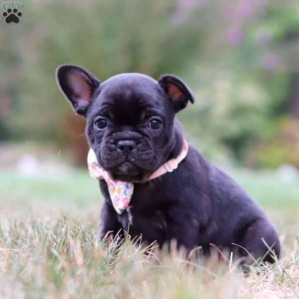 Ivy, French Bulldog Puppy