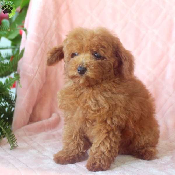 Ivy, Toy Poodle Puppy