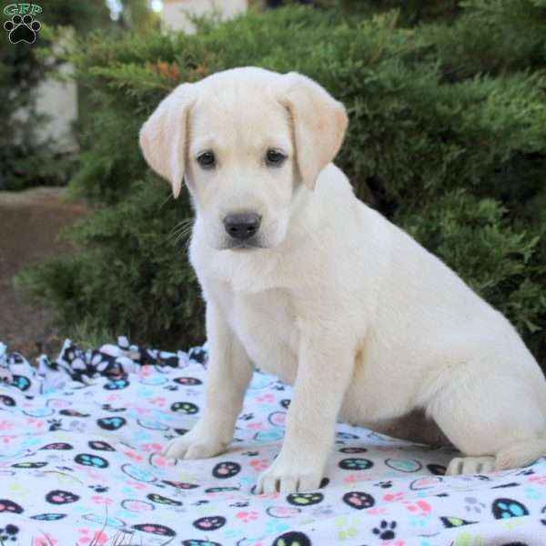 Ivy, Yellow Labrador Retriever Puppy
