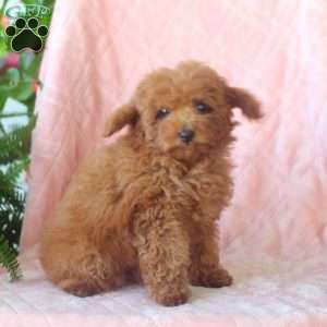 Ivy, Toy Poodle Puppy