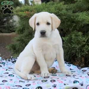 Ivy, Yellow Labrador Retriever Puppy