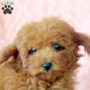 Ivy, Toy Poodle Puppy