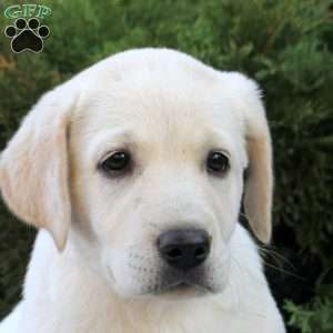 Ivy, Yellow Labrador Retriever Puppy
