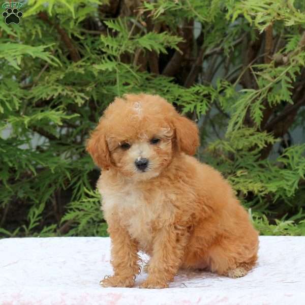 Izzy, Toy Poodle Puppy