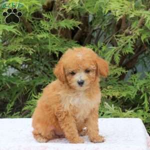 Izzy, Toy Poodle Puppy