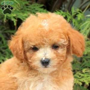 Izzy, Toy Poodle Puppy