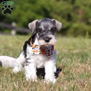 Jack, Miniature Schnauzer Puppy