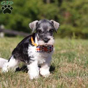 Jack, Miniature Schnauzer Puppy