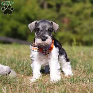 Jack, Miniature Schnauzer Puppy