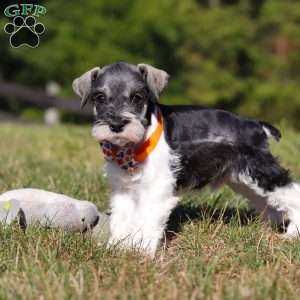 Jack, Miniature Schnauzer Puppy