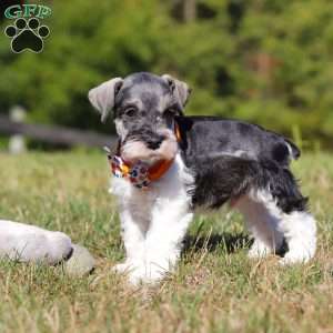 Jack, Miniature Schnauzer Puppy
