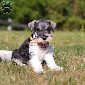 Jack, Miniature Schnauzer Puppy