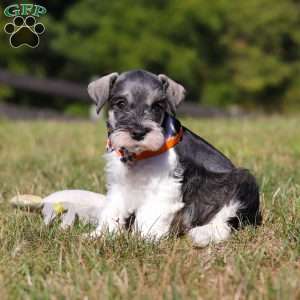 Jack, Miniature Schnauzer Puppy