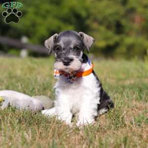 Jack, Miniature Schnauzer Puppy
