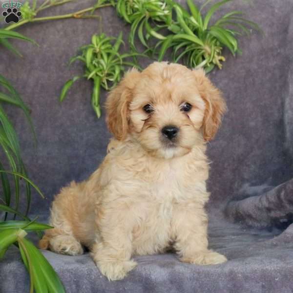 Jack, Cavachon Puppy