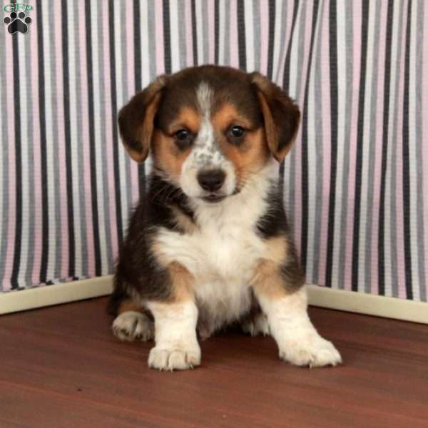 Jack, Welsh Corgi Mix Puppy