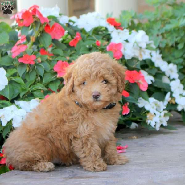 Jack, Miniature Poodle Puppy