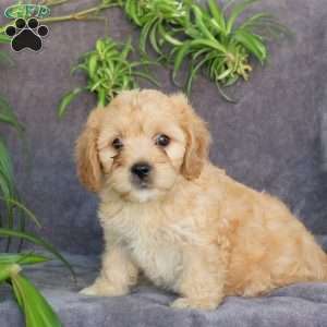 Jack, Cavachon Puppy
