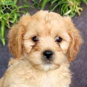 Jack, Cavachon Puppy