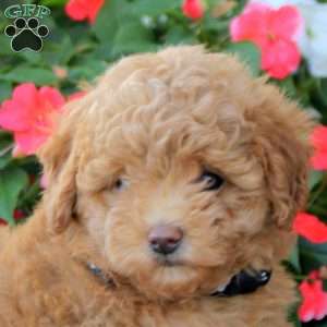 Jack, Miniature Poodle Puppy