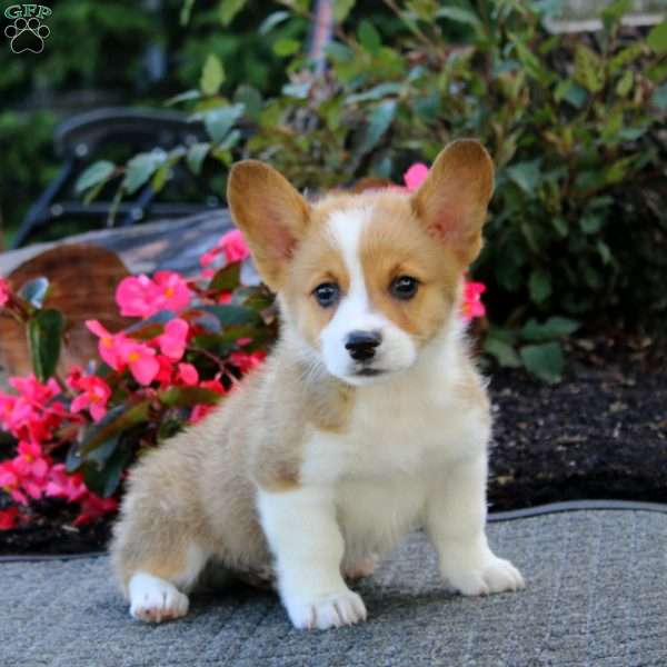Jack, Pembroke Welsh Corgi Puppy