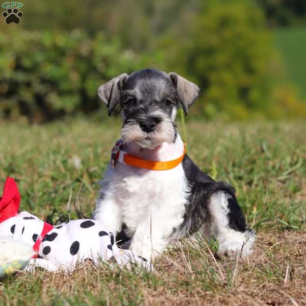 Jack, Miniature Schnauzer Puppy