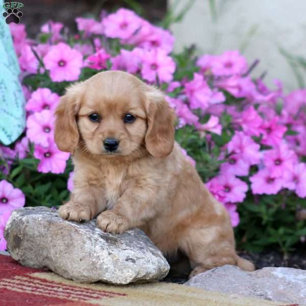 Jackson, Miniature Golden Retriever Puppy