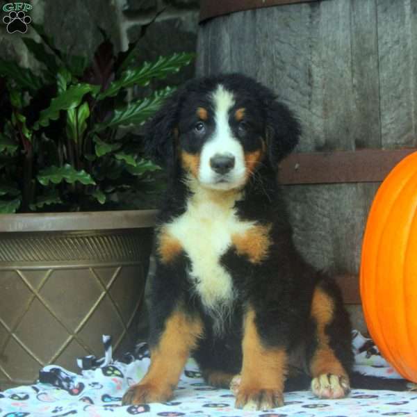Jade, Bernese Mountain Dog Puppy