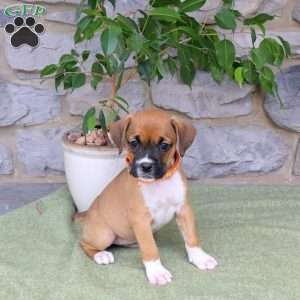 Jade, Boxador Puppy