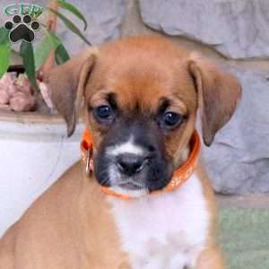Jade, Boxador Puppy