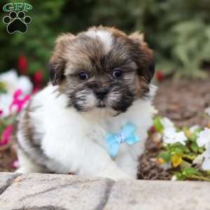 Jaden, Shih Tzu Puppy