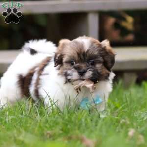 Jaden, Shih Tzu Puppy