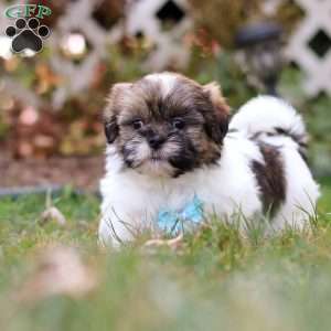 Jaden, Shih Tzu Puppy