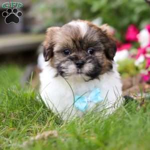 Jaden, Shih Tzu Puppy