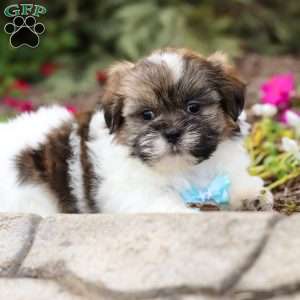 Jaden, Shih Tzu Puppy