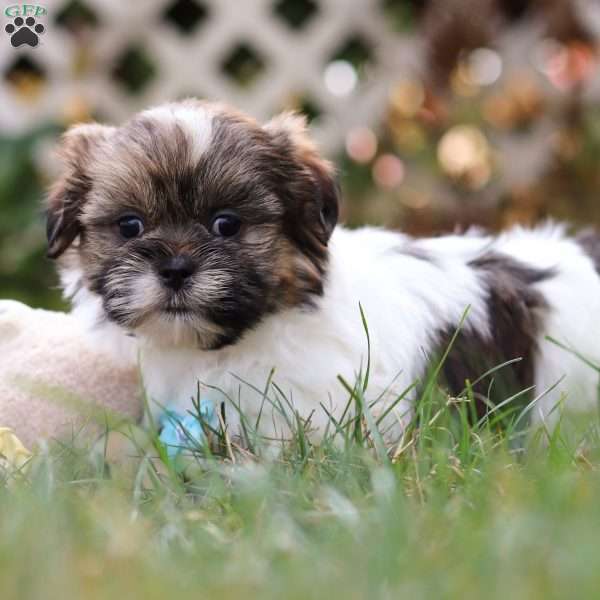 Jaden, Shih Tzu Puppy