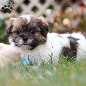 Jaden, Shih Tzu Puppy