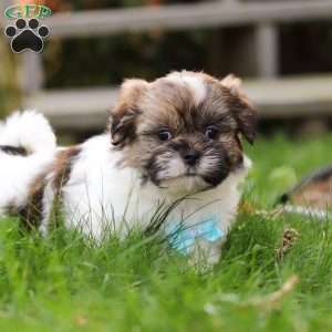 Jaden, Shih Tzu Puppy