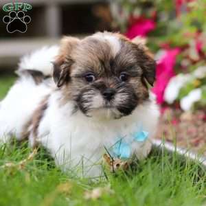 Jaden, Shih Tzu Puppy