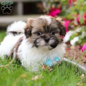 Jaden, Shih Tzu Puppy