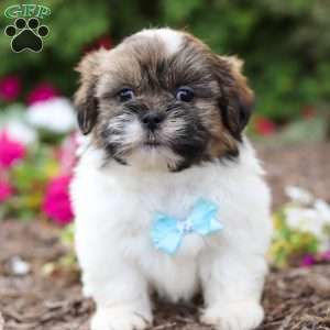 Jaden, Shih Tzu Puppy
