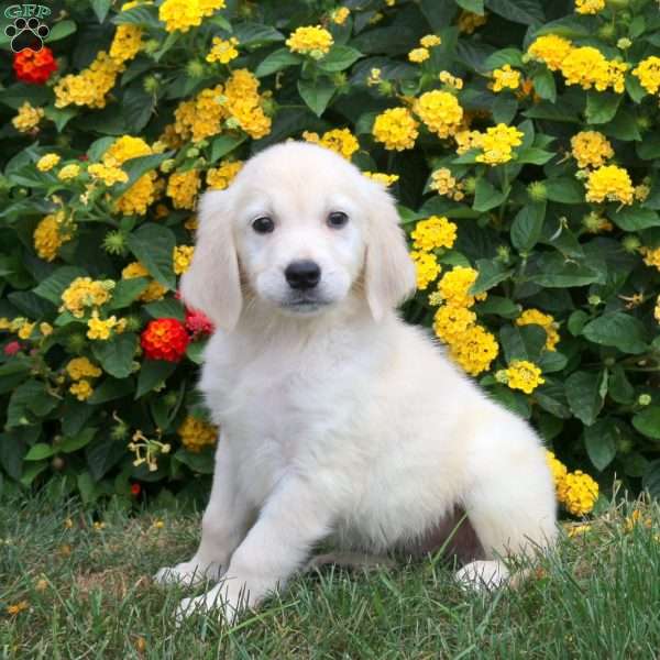 Jagger, Golden Retriever Puppy