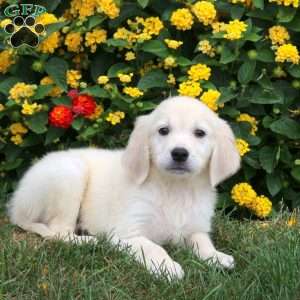 Jagger, Golden Retriever Puppy