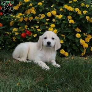 Jagger, Golden Retriever Puppy