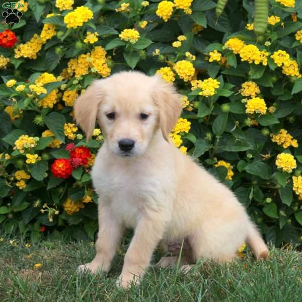 Jake, Golden Retriever Puppy