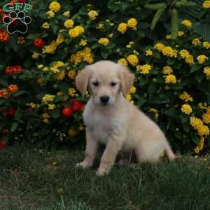 Jake, Golden Retriever Puppy
