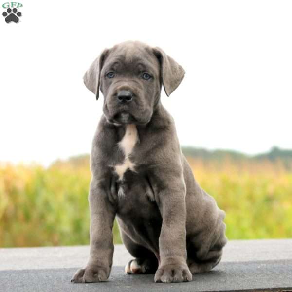 Jake, Cane Corso Puppy