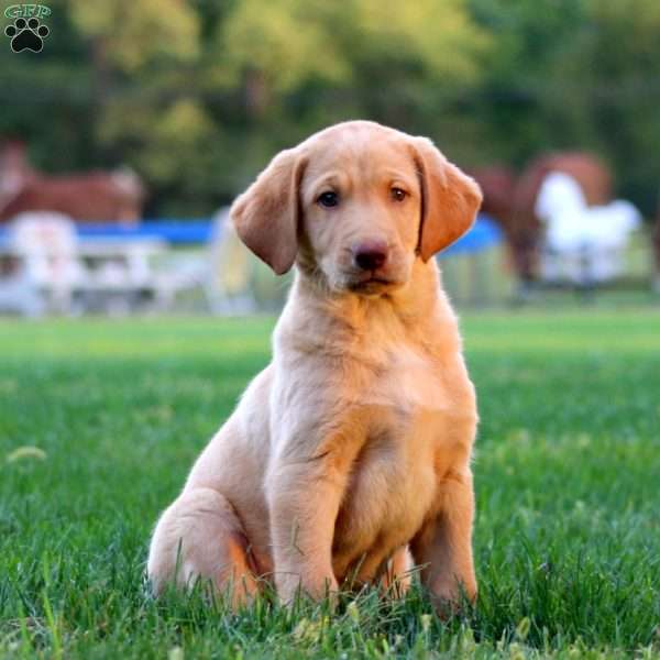 Jake, Yellow Labrador Retriever Puppy