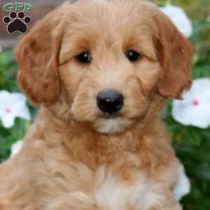 Jake, Mini Goldendoodle Puppy