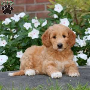Jake, Mini Goldendoodle Puppy